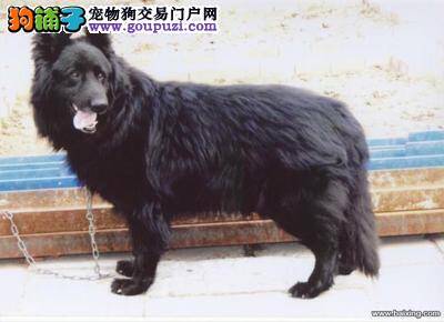 比利时牧羊犬喝牛奶后拉稀，呕吐没事吧