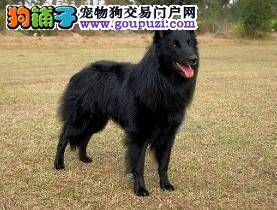 比利时牧羊犬这些日子有点食欲不振，没事吧