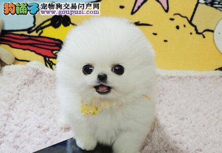 怎样保护好博美犬的环境卫生