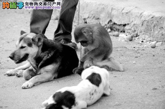 成都实施限犬令  主人开车送爱犬到收容中心