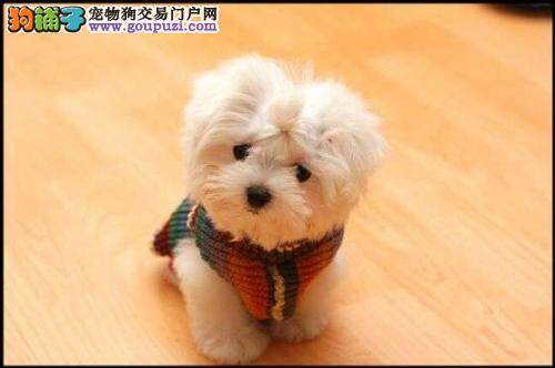 给马尔济斯犬减肥有哪些好方法