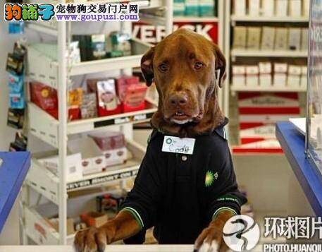 狗狗当店员，柜台前迎接客人