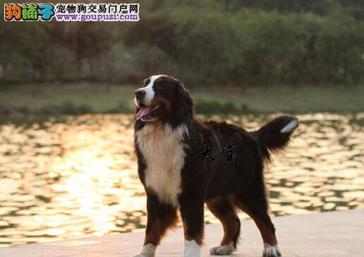 宠物选购的技巧 轻松辨别出优劣的伯恩山犬