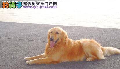 饮食新规律 金毛犬在吃骨头期间应注意哪些要点