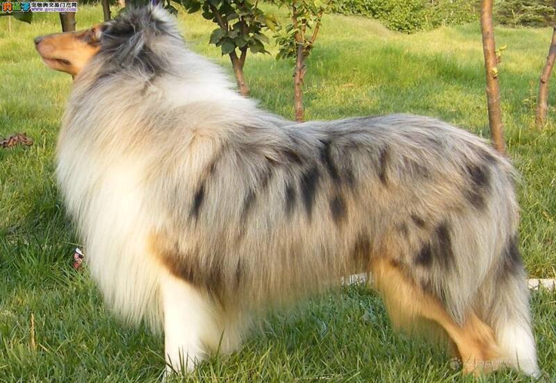 苏格兰牧羊犬总吃便便该如何教育