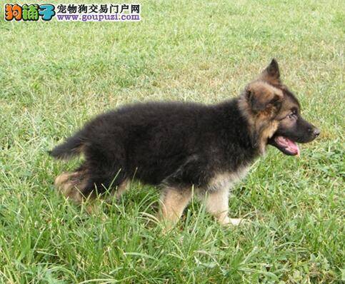 好狗需要常教育 德国牧羊犬经常打扰主人睡眠如何解决