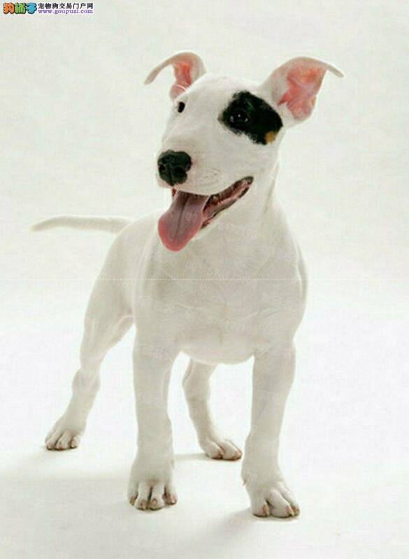 最近牛头梗总吐，便便很臭是什么问题