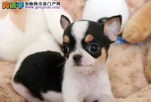 吉娃娃在冬季是不是一定要穿衣服