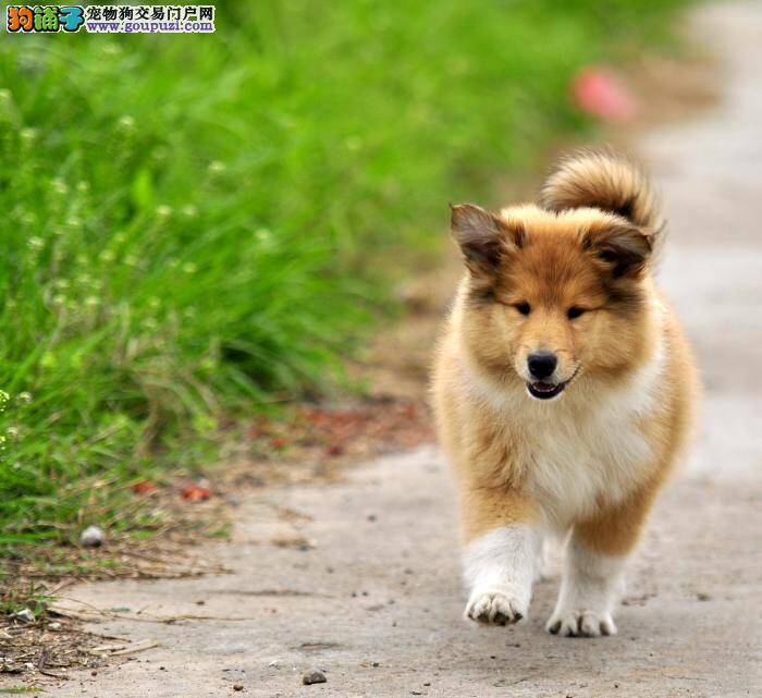 苏格兰牧羊犬不吃东西是怎么回事