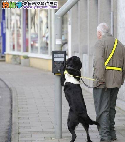 聪明导盲犬过马路时帮主人按等待按钮感动数万网友