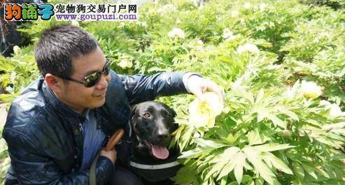 导盲犬帮助盲人完成梦想——“观赏”牡丹花