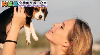 对比格犬表达爱意的方法