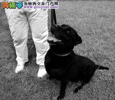 导盲犬数量少 南京视障人群急需导盲犬的帮助