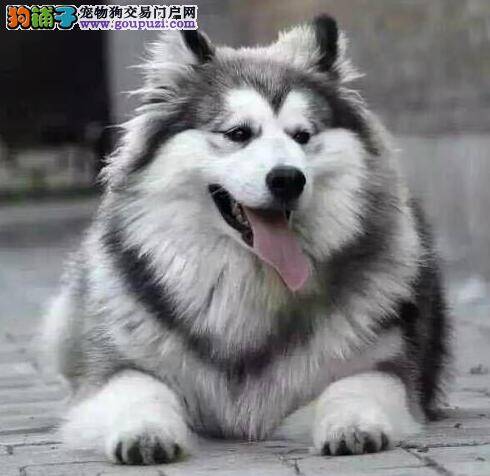 阿拉斯加犬犬瘟热复发了，请问医生能根治吗
