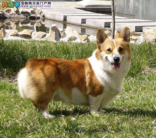 想要让柯基犬成为做家务高手可以这样训练