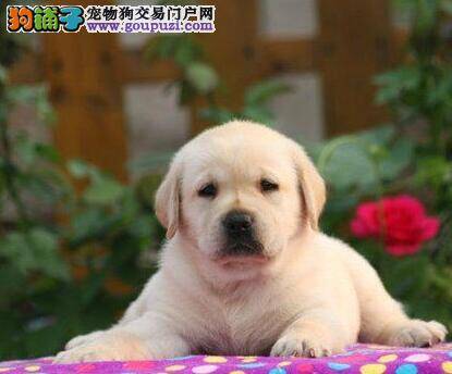 拉布拉多犬最近不吃饭，全身无力应怎么办