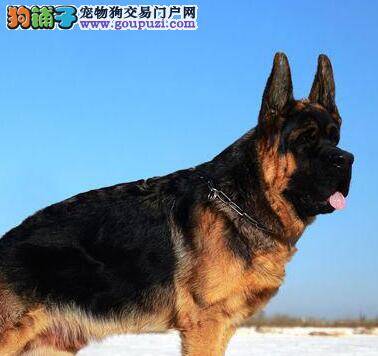 德国牧羊犬患上犬瘟，拉血呕吐如何是好