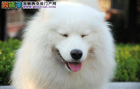 正解狗狗行为和心理 介绍萨摩耶生长阶段的不同特点