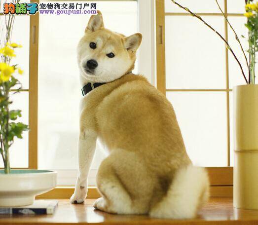 食物安全应注意 柴犬常吃哪些食物有危险