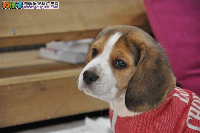 比格犬感冒了可以吃什么药治疗