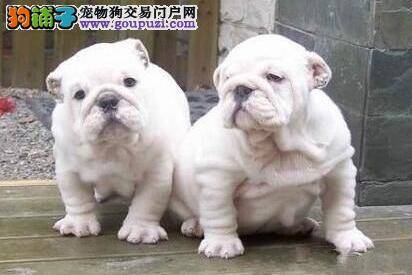 五个月的斗牛犬突然拉血了是为什么