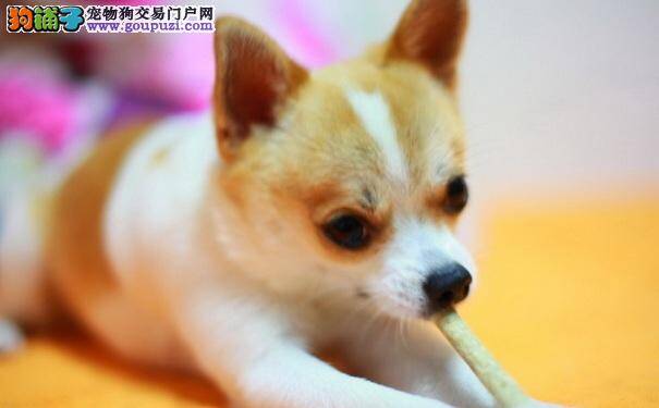 吉娃娃犬不小心被烫伤了该怎么办