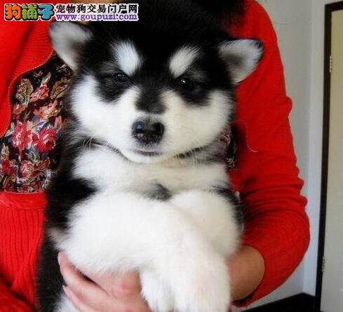 去除阿拉斯加雪橇犬体臭的好妙招