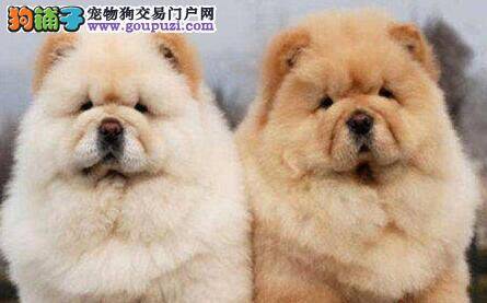 如何掌握训练松狮犬的基本原则