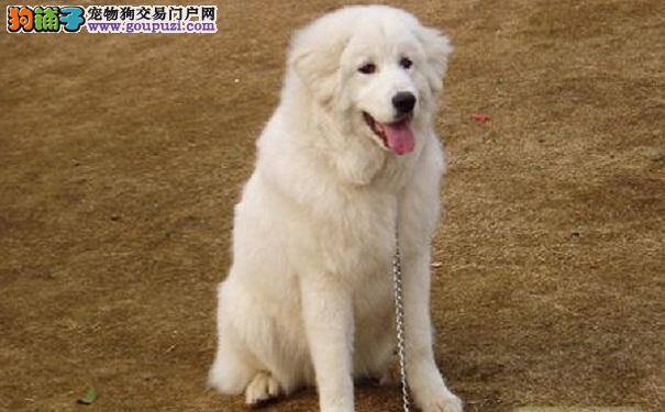 大白熊犬过年吃太好 小心大白熊犬得肠胃炎
