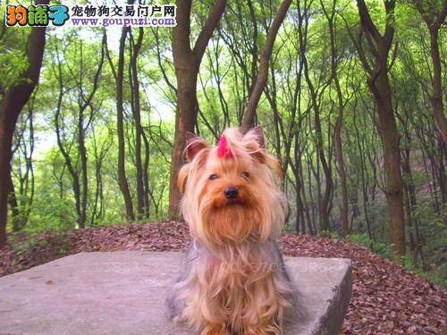 我家母约克夏发情后不吃东西 正常吗