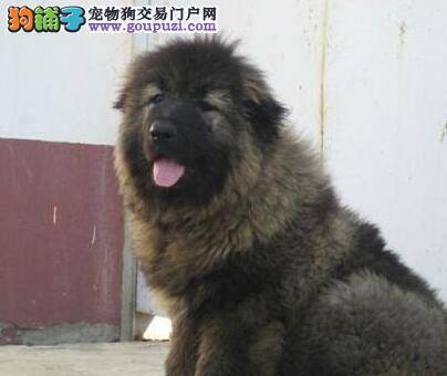 高加索犬毛发很少有什么方法可以增毛