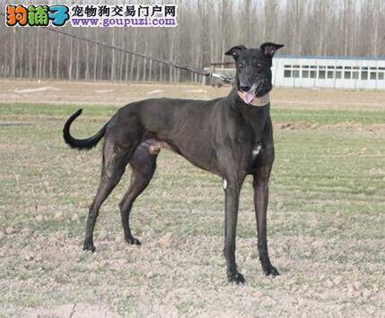 分析饲养格力犬会给人们带来哪些好处