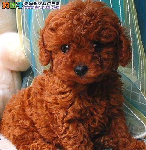 泰迪犬不在固定的地点排泄怎么办