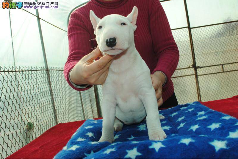 牛头梗一直咬尾巴这是什么问题，求解答