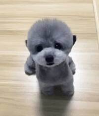 泰迪犬最近总呕吐，不吃东西怎么办