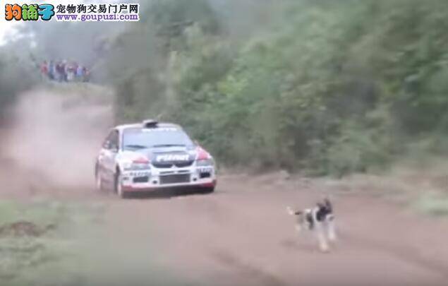 赛车比赛狗误闯赛区  正要撞到他赛车竟然飞了起来