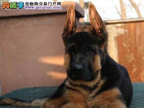 怎样科学的预防德国牧羊犬咬人