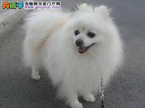 参赛新标准 参展博美犬的毛发有哪些修剪方法