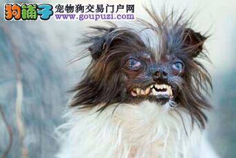 世界第一丑狗将会在美国加州诞生