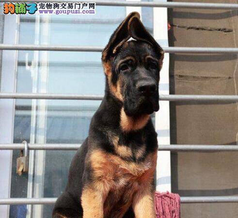 德国牧羊犬为什么会出现拉肚子现象