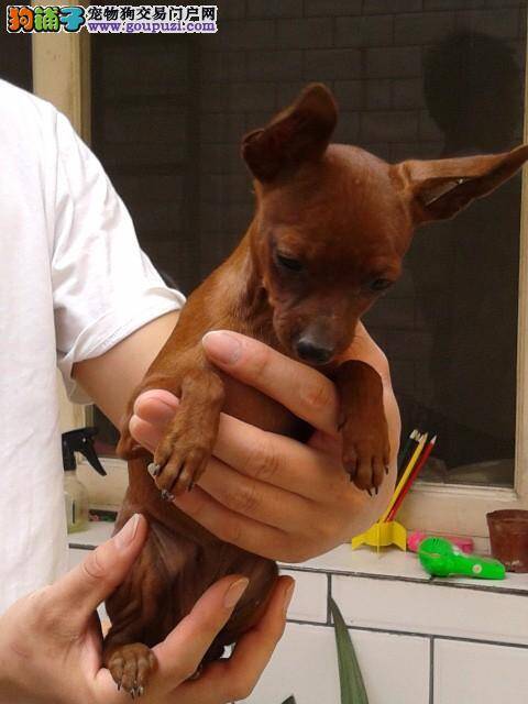 小鹿犬一吃饭就打嗝是不是生病了