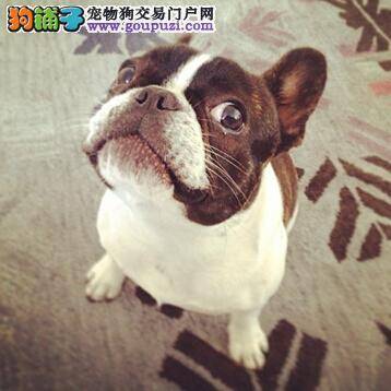 如何妥善的给斗牛犬储藏好未吃完的狗粮