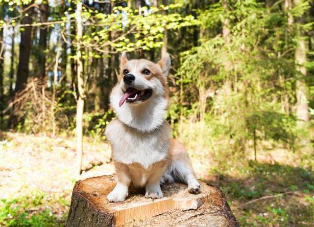 想将柯基犬训练成优秀的狗狗，试试下面几个方法吧