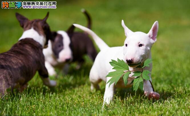 牛头梗身上出现很多跳蚤应如何处理掉