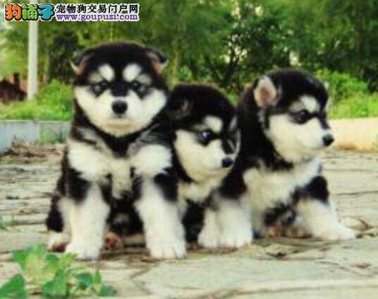 健康饲养三要点 如何科学健康的饲养阿拉斯加雪橇犬