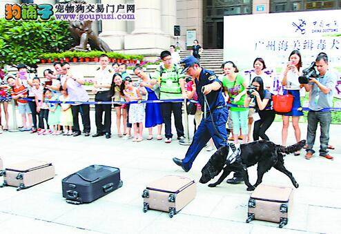 广州海关缉毒犬不到十秒查获毒品