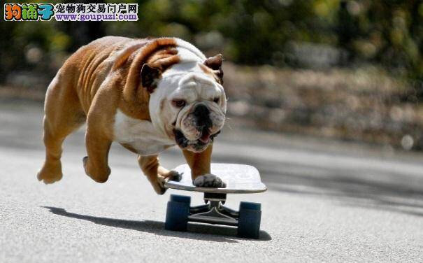 英国斗牛犬洗完澡还有臭味怎么办 英牛除臭方法