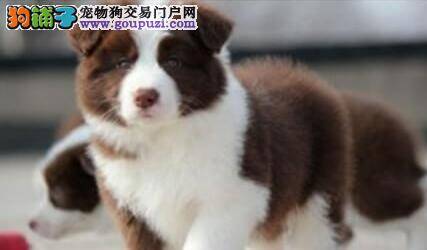 如何纠正边境牧羊犬乱咬人的毛病