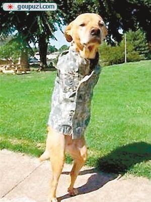 两腿狗学人直立行走被军方任命为“荣誉陆军军士”