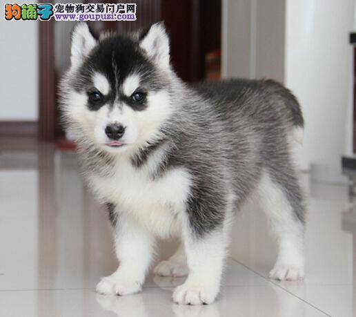 春季防治寄生虫 哈士奇主人可采用哪些措施